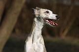 WHIPPET 407